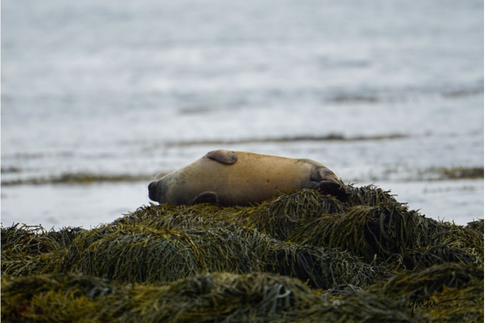 Harbor Seal- Sleeping
