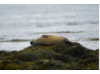 Harbor Seal- Sleeping
