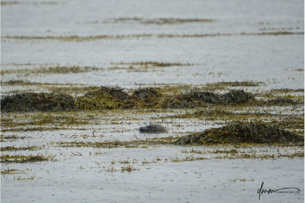Harbor Seal- Swimming