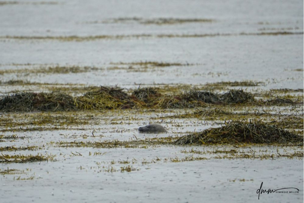 Harbor Seal- Swimming
