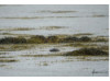 Harbor Seal- Swimming