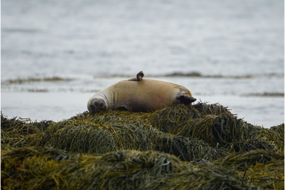 Harbor Seal- Upside Down
