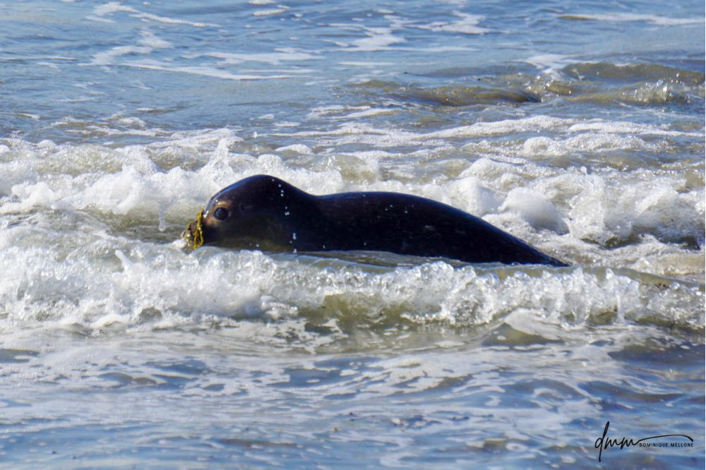 Harbor Seal- Seaweed On Nose