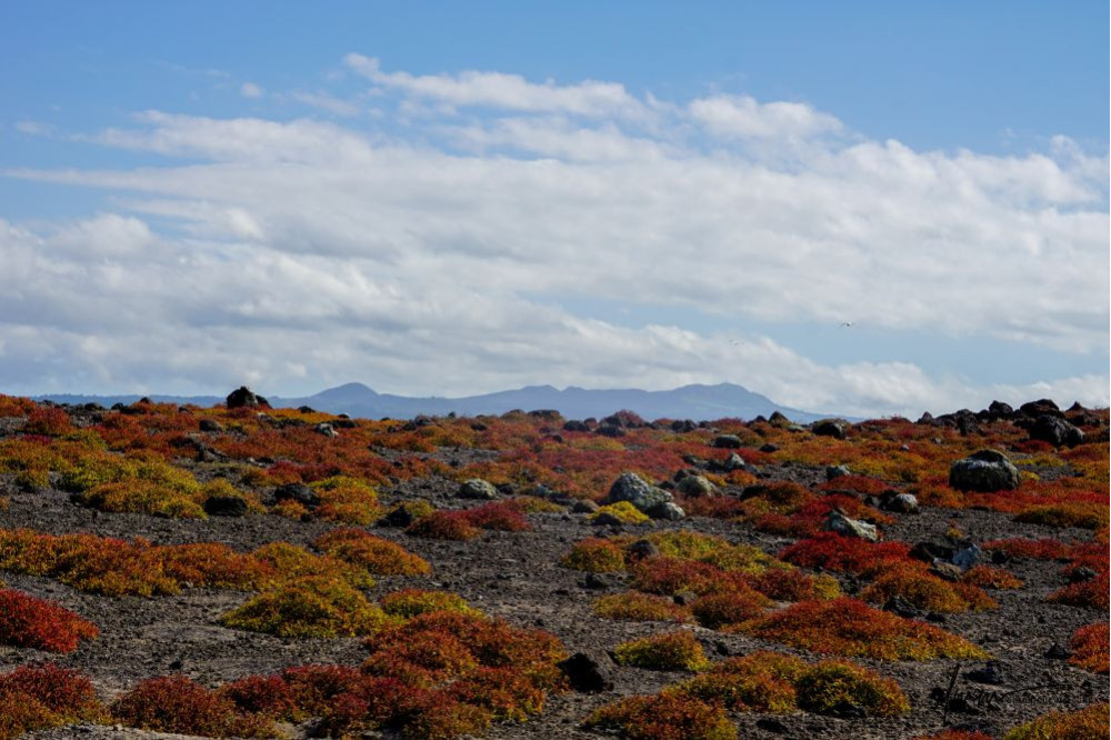 Galápagos Islands 10