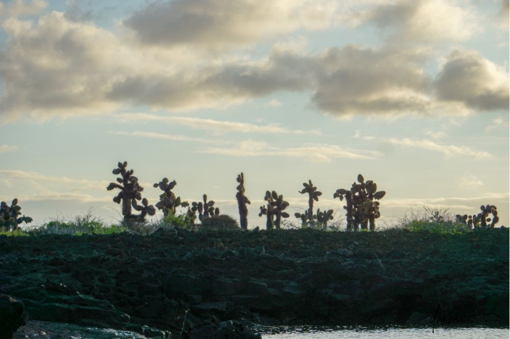 Galápagos Islands- Cacti 1