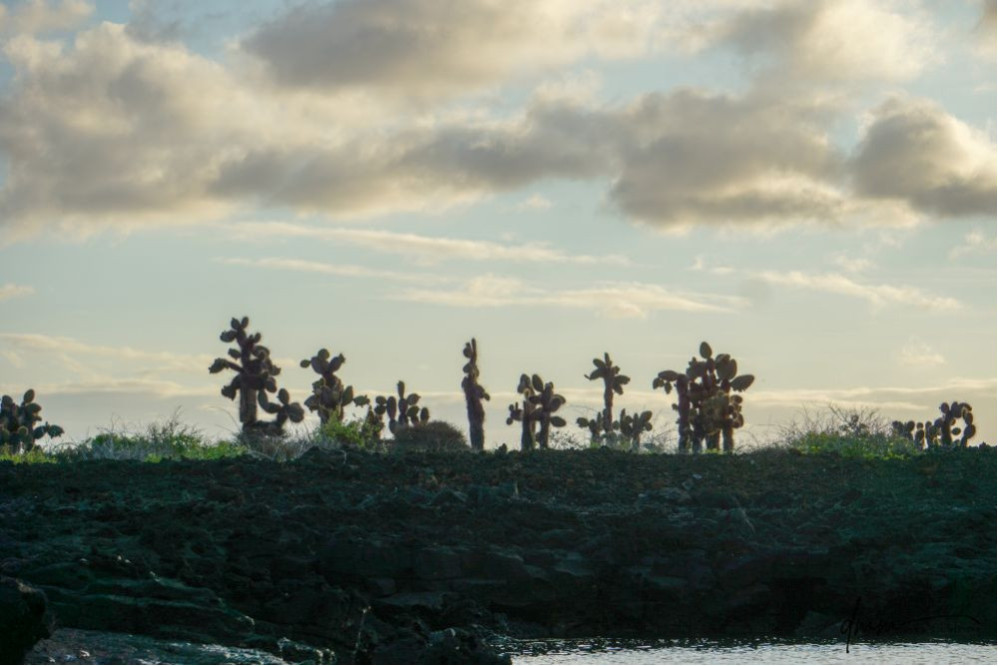 Galápagos Islands- Cacti 1