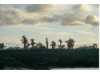 Galápagos Islands- Cacti 1
