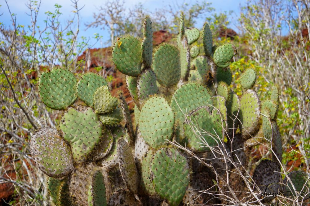 Galápagos Islands- Cacti 2