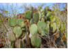 Galápagos Islands- Cacti 2