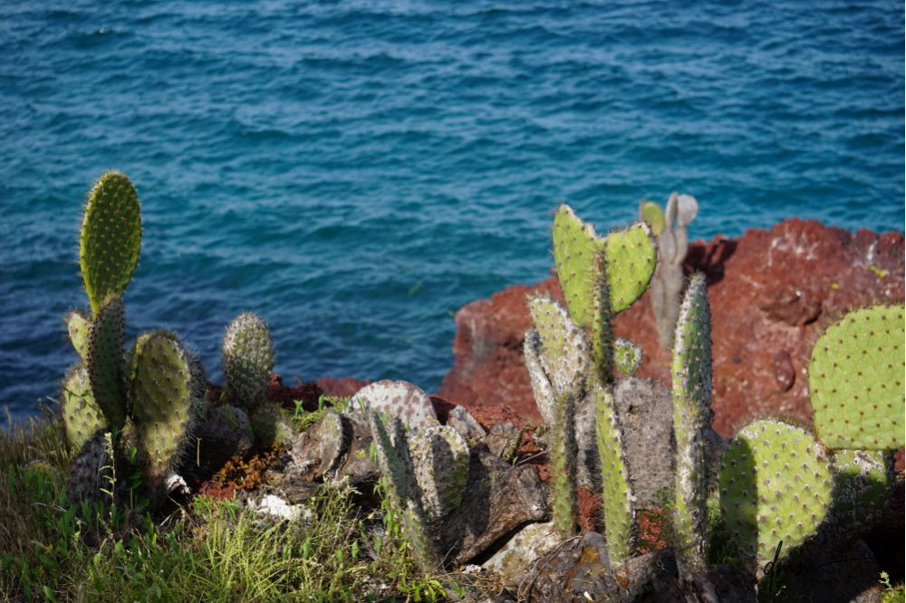 Galápagos Islands- Cacti 3