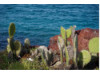 Galápagos Islands- Cacti 3