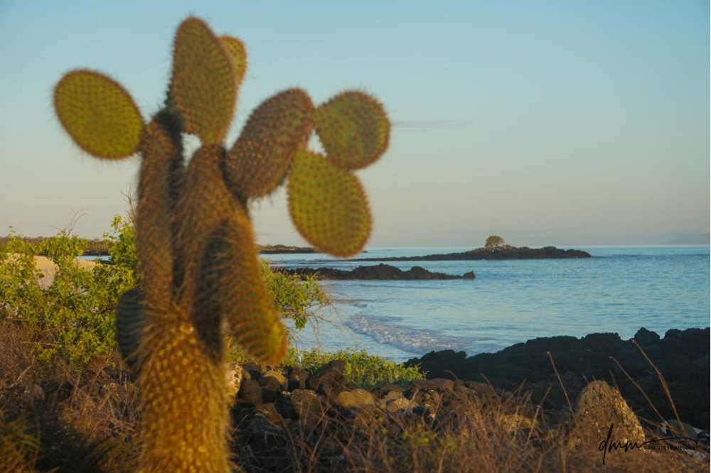 Galápagos Islands- Cacti 4
