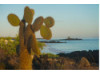 Galápagos Islands- Cacti 4