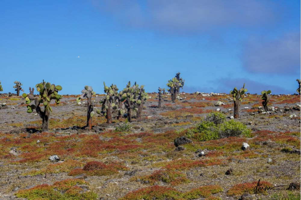 Galápagos Islands- Cacti 5