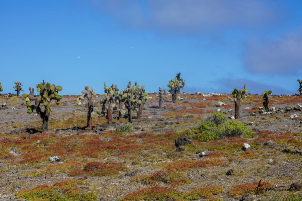 Galápagos Islands- Cacti 5