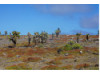 Galápagos Islands- Cacti 5