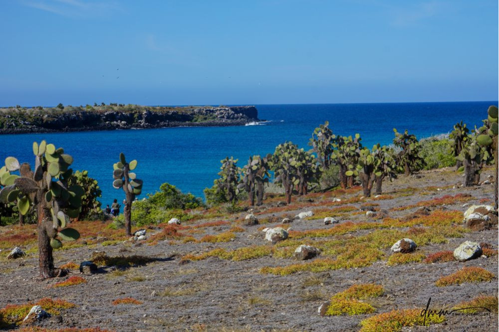 Galápagos Islands- Cacti 6