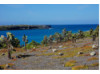 Galápagos Islands- Cacti 6