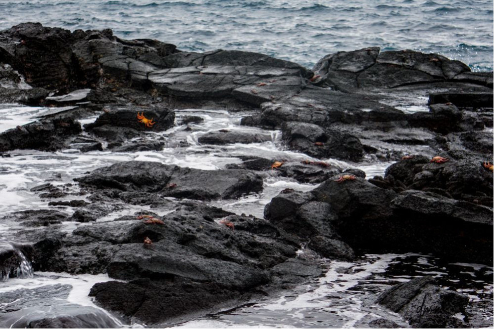 Galápagos Islands- Surf 1