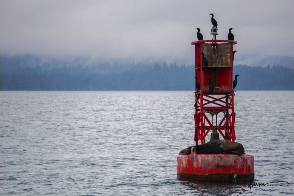 Washington State- Buoy