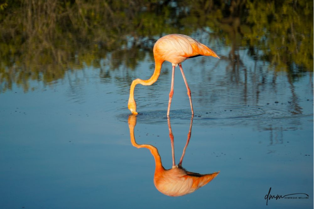 American Flamingo 1
