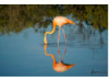 American Flamingo 1