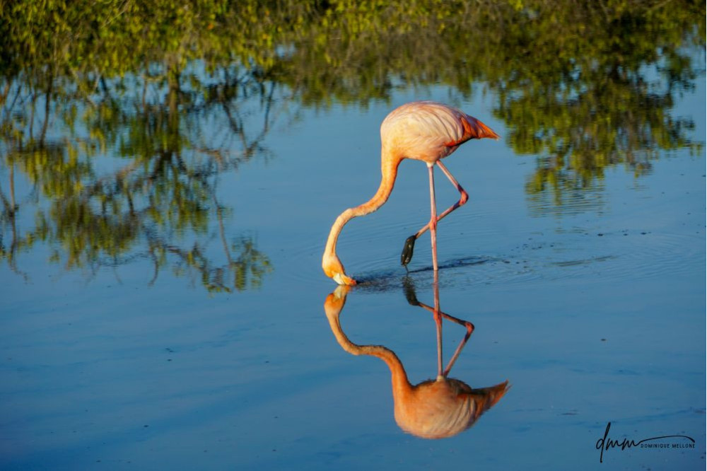 American Flamingo 3
