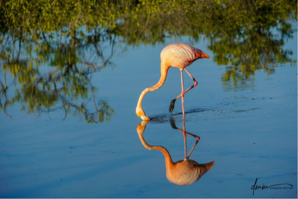 American Flamingo 3