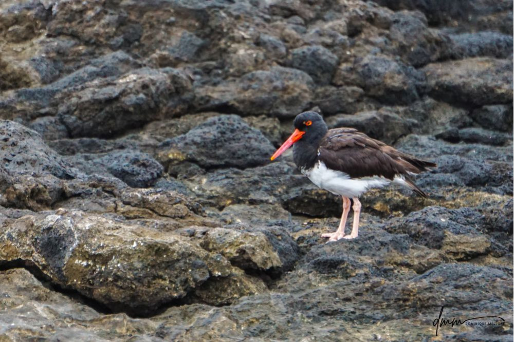 American Oyster-Catcher