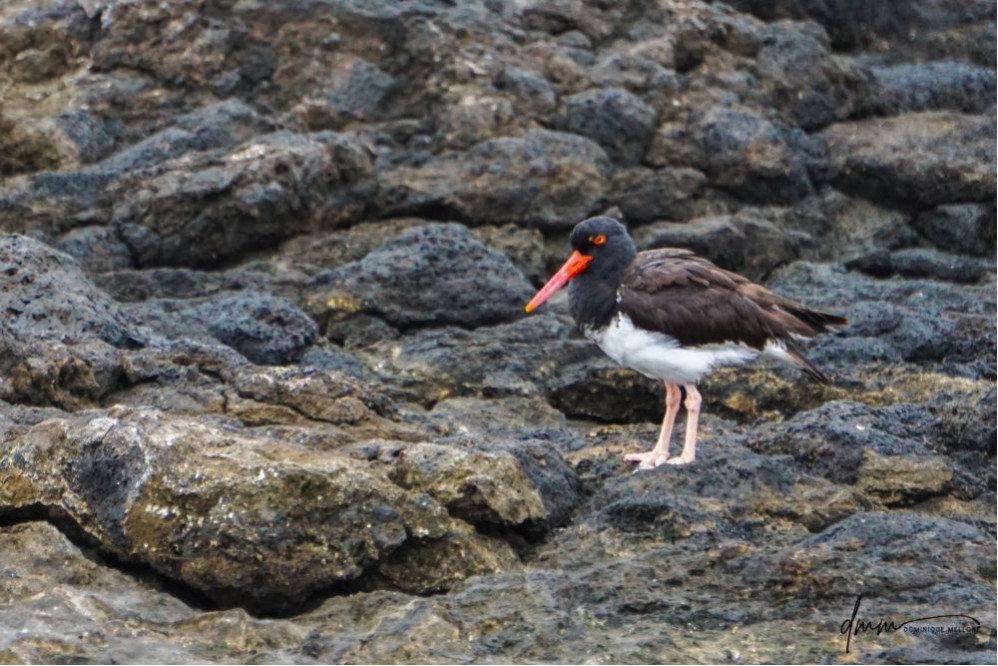 American Oyster-Catcher
