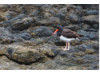 American Oyster-Catcher
