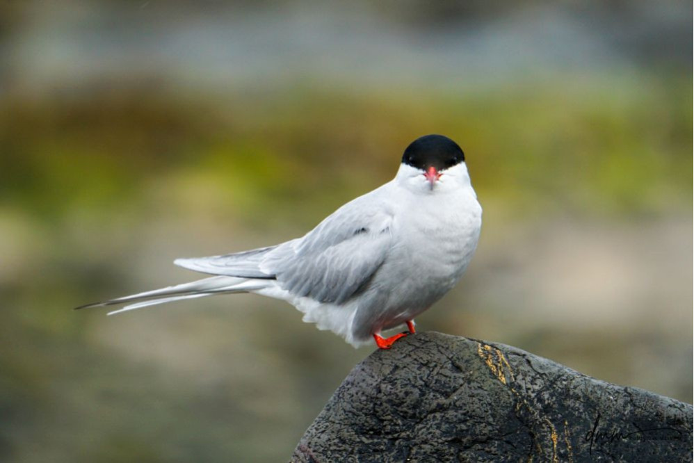 Arctic Tern 1