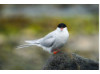 Arctic Tern 1