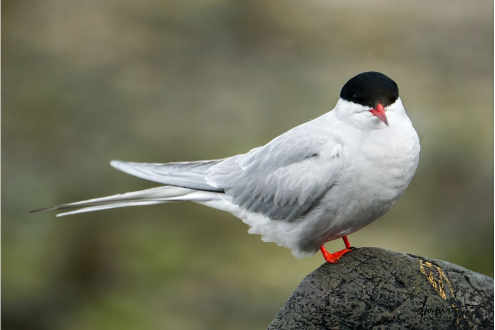 Arctic Tern 2