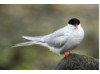 Arctic Tern 2