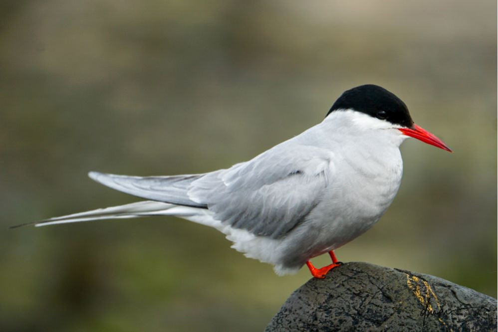 Arctic Tern 3