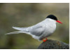 Arctic Tern 3