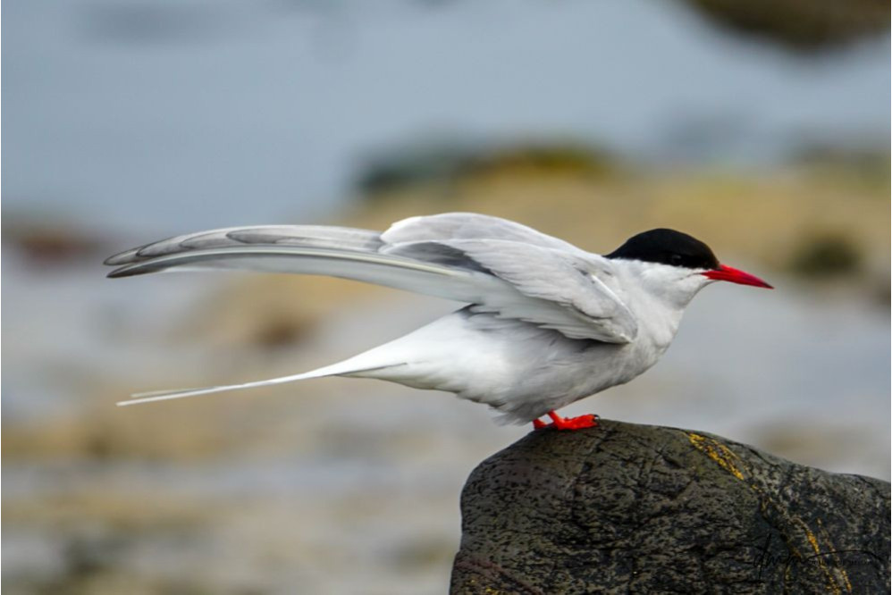 Arctic Tern 4