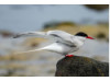 Arctic Tern 4