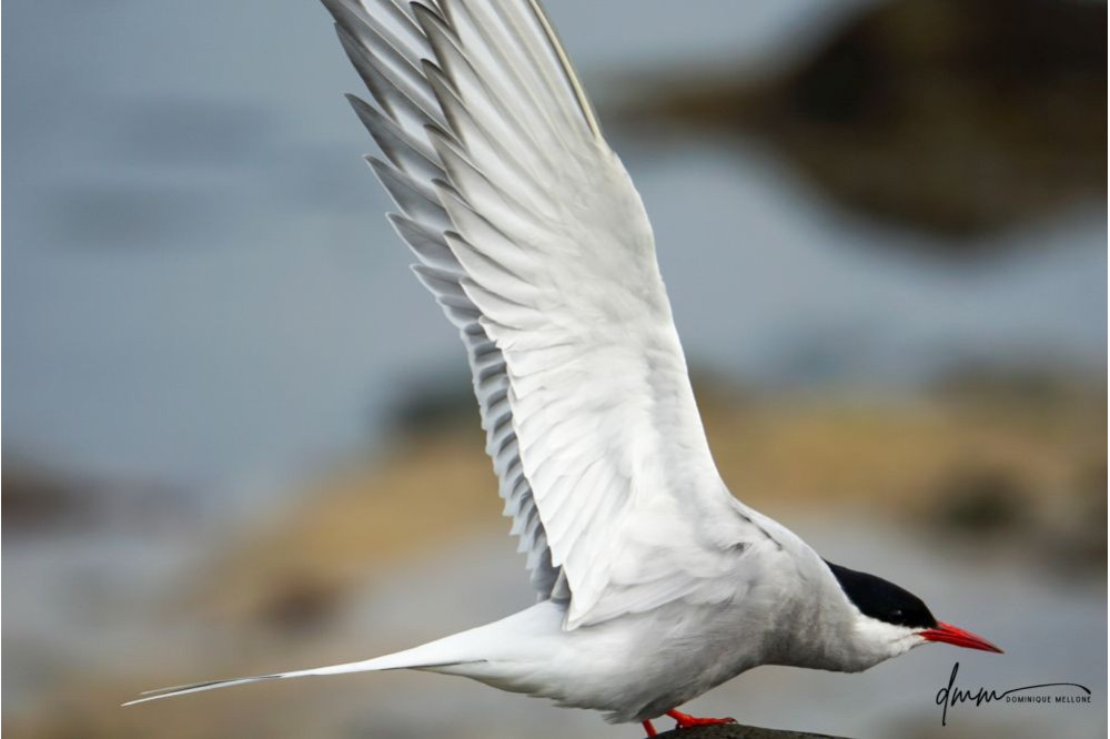 Arctic Tern- Flying