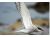 Arctic Tern- Flying
