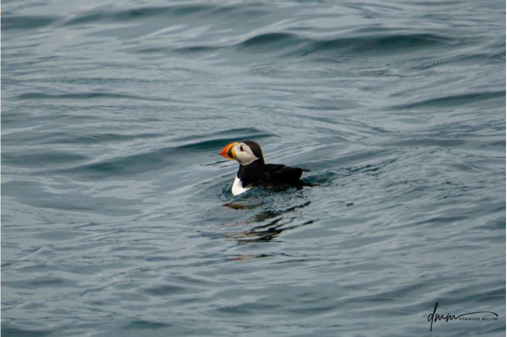 Atlantic Puffin 1