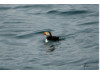 Atlantic Puffin 1