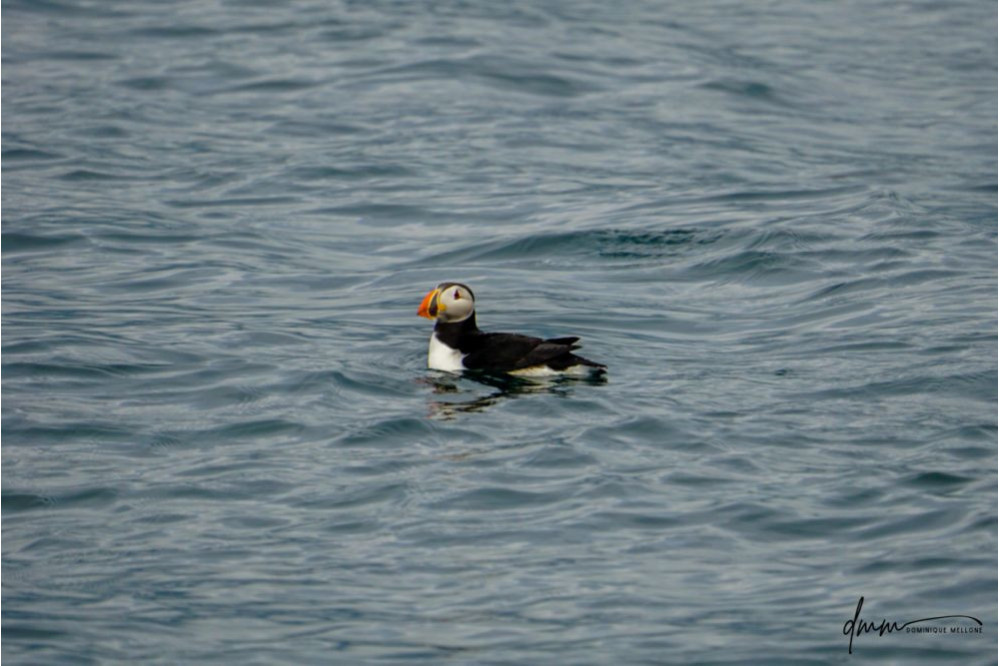Atlantic Puffin 2