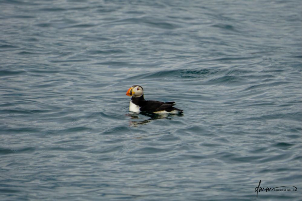 Atlantic Puffin 2