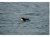 Atlantic Puffin 2