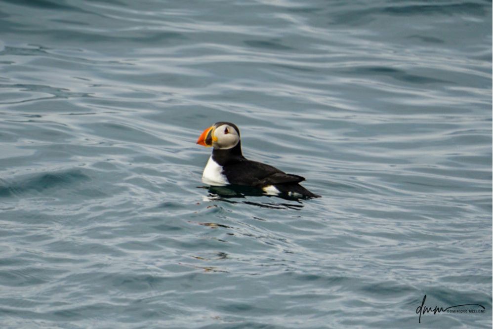 Atlantic Puffin 3