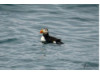 Atlantic Puffin 3