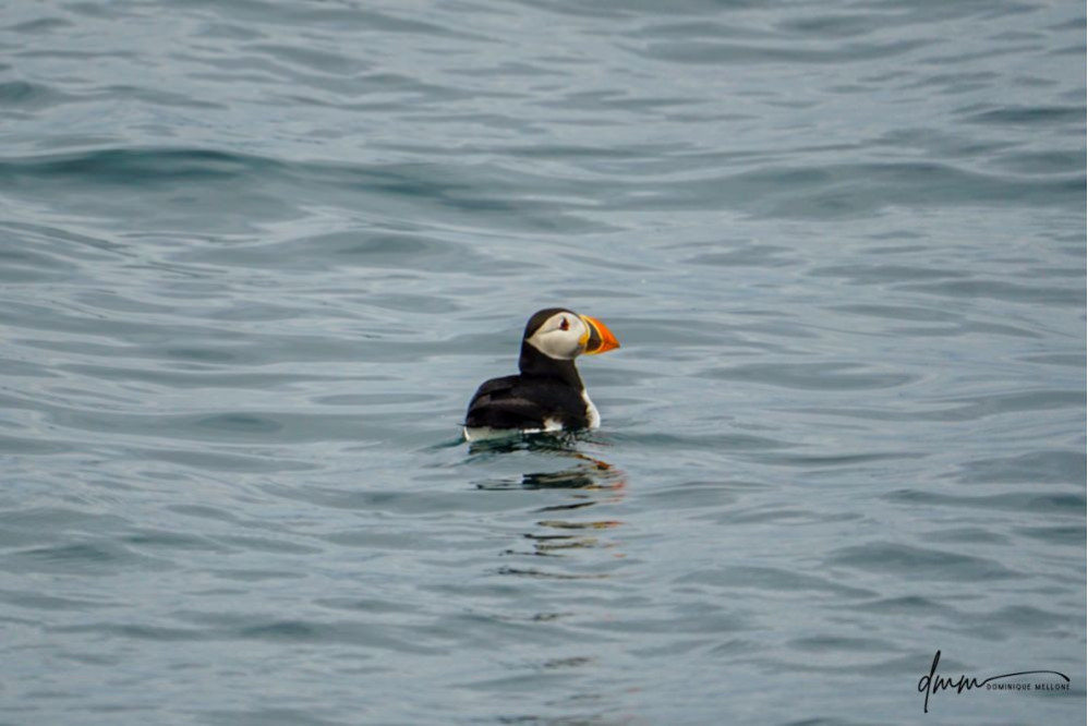 Atlantic Puffin 4