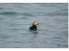 Atlantic Puffin 4